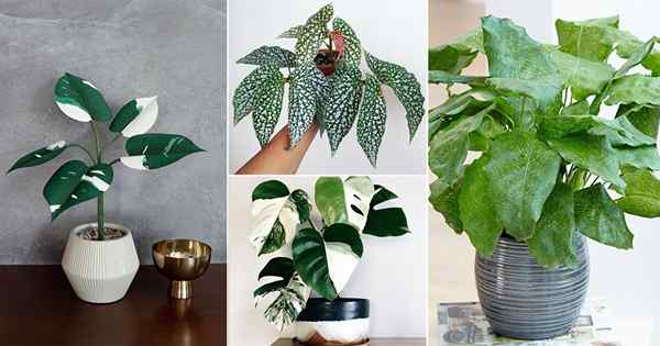 64 versions panachées des plantes d'intérieur les plus populaires