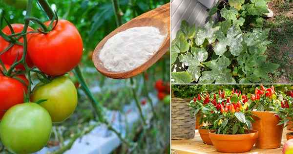 7 erstaunliche Backpulver für das Anbau von Gemüse