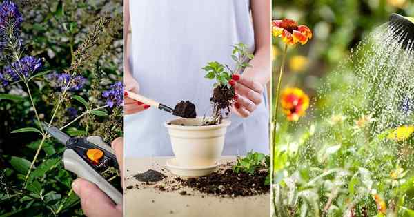 7 Geheimnisse, um mehr Blüten im Garten zu haben