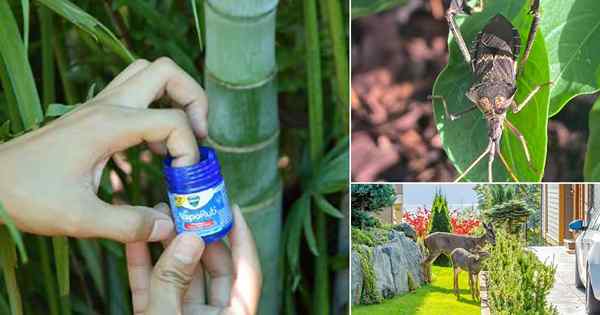 7 Sorprendentes usos de Vicks Vaporub en el jardín