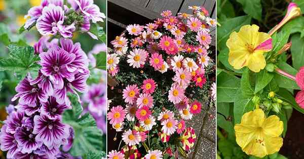 8 hermosas flores que comienzan con 'M'
