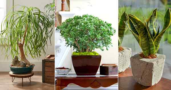 8 Succulents Purifying Air Terbaik untuk Rumah