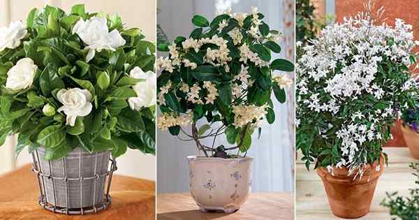 8 jenis Jasmine Dalaman Terbaik Berkembang