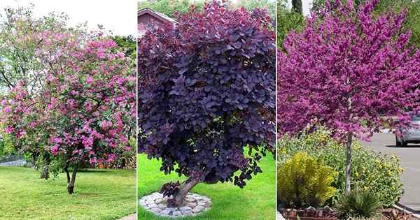 8 najlepszych fioletowych drzew kwiatowych w Teksasie