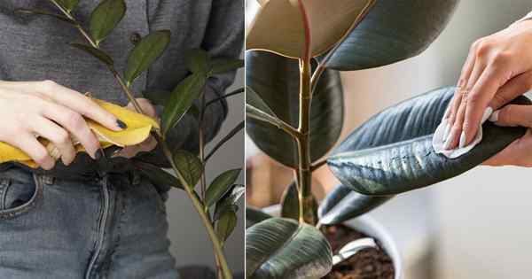 8 DIY Leaf Shiner Rezepte für üppige und glänzende Zimmerpflanzen