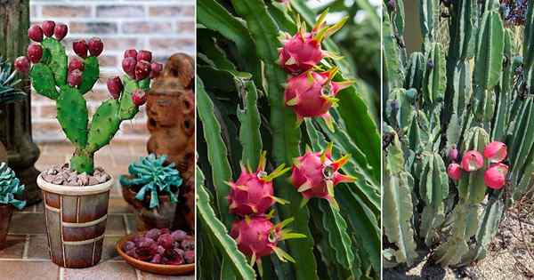 8 Exotische Früchte, die auf Kaktus wachsen