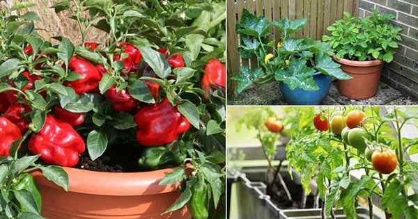 9 najlepszych letnich warzyw do uprawy w garnkach | Letni ogród warzywny
