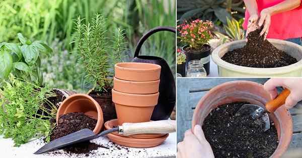 9 sposobów na odmłodzenie starej gleby doniczkowej i ponownego uczynienia jej potężnym