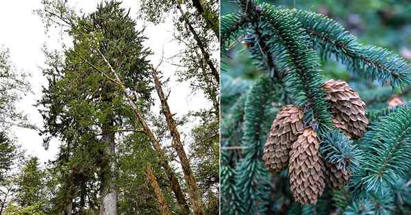 Alaska State Tree i jak je rozwijać