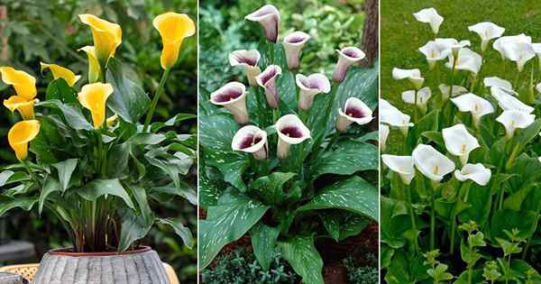 Arum Lily Care and Growing | Comment faire pousser des lys Arum