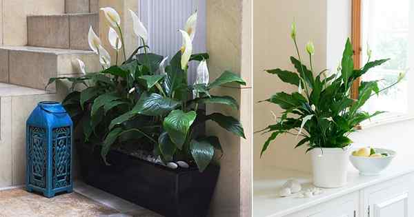 Beste Friedenslily -Pflege -Tipps + Wie man Spathiphyllum in Innenräumen annimmt