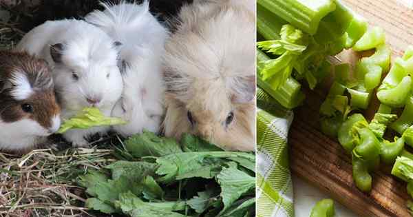 Bolehkah babi guinea makan saderi?