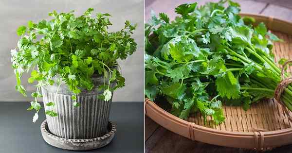 Cilantro em diferentes idiomas | Coentro em diferentes idiomas