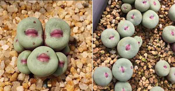 Conophytum Pageae Care | Cara menanam bibir tanaman