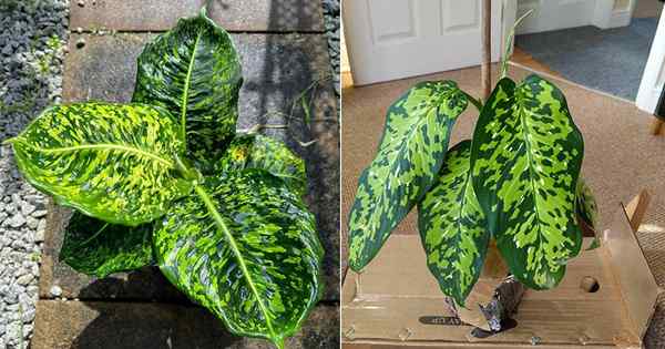 Dieffenbachia Cheetah Plant Care i rosnące informacje