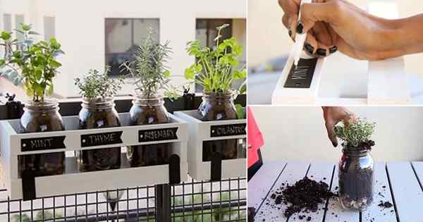 Garden de ervas DIY Mason Jar | Tutorial passo a passo
