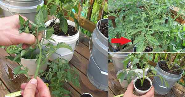 Ne jetez pas! Propager les drageons de tomates et faire plus de plants de tomates