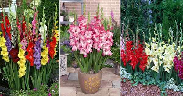 Informations sur la plante Gladiolas | Comment cultiver des glaïolas fleur
