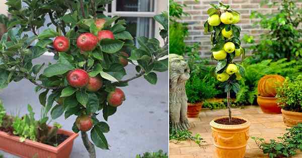 Anbau von Apfelbäumen in Töpfen | Wie man Apfelbaum in einem Behälter und Pflege züchtet