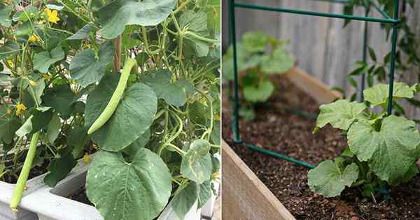 Rosnące ogórki ormiańskie w pojemnikach | Ormian Cucumber Care