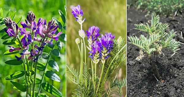 Astragalus em crescimento | Como cultivar Astragalus