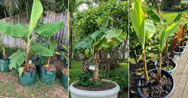 Cultivo de árboles de plátanos en macetas | Cómo cultivar árboles de plátanos