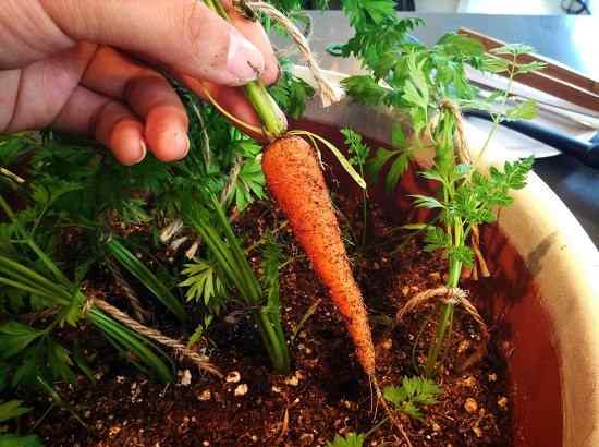 Cenário em crescimento na varanda | Plantando cenouras em recipientes