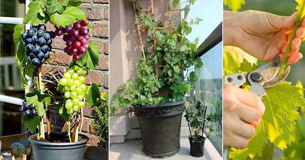 Grapes em crescimento em recipientes | Como cultivar uvas em vasos e cuidados