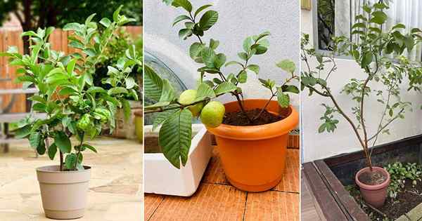 Guava en crecimiento en macetas | Cuidado e información de los árboles de guayaba