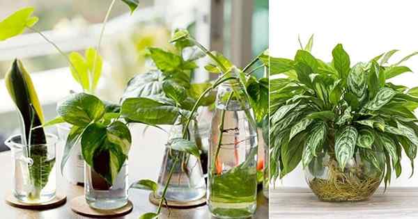 Cultiver des plantes intérieures dans l'eau? Évitez ces erreurs