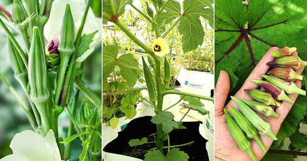 Wachstum von Okra in Töpfen | Wie man Lady -Finger in Behältern wächst