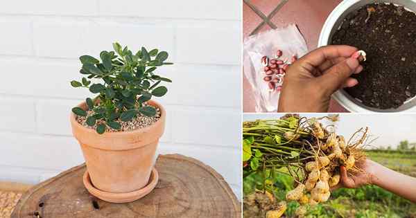 Rosnące orzeszki ziemne w pojemnikach | Jak uprawiać orzechy ziemne w garnkach