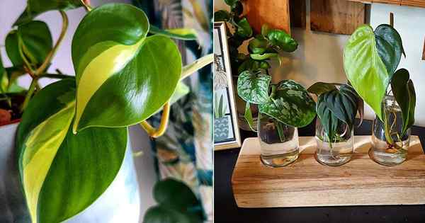 Wachsender Philodendron Brasil in Wasser | Philodendron Brasil Propagation