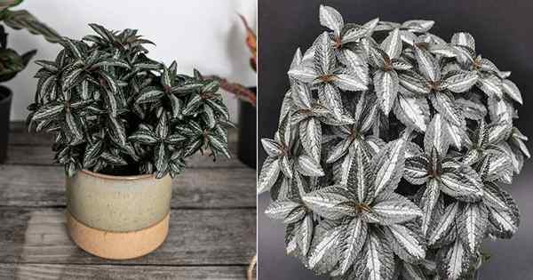 Grand arbre argenté Pilea en pots | Silver Tree Pilea Care