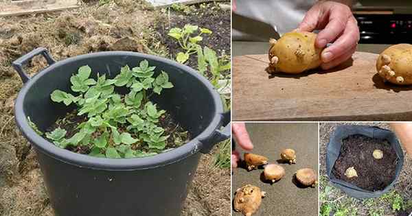 As batatas em crescimento da loja trouxeram batatas | Cultivar batatas a partir de brotos