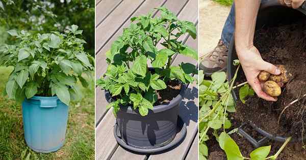 Batatas em crescimento em recipientes | Como cultivar batatas em vasos