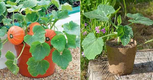 Cultivo de calabazas en contenedores | Cómo cultivar calabazas en macetas