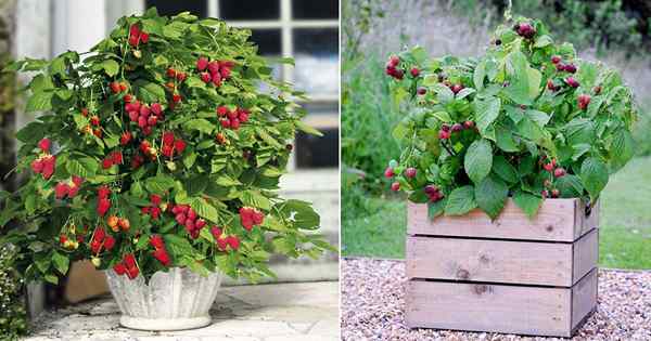 Tumbuh raspberry dalam periuk | Penjagaan kontena raspberry