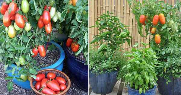 Creciente tomate romaní | Cuidado y cómo cultivar tomates romaníes