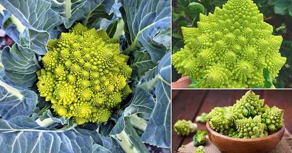 Brócolis crescente de Romanesco | Como cultivar Romanesco