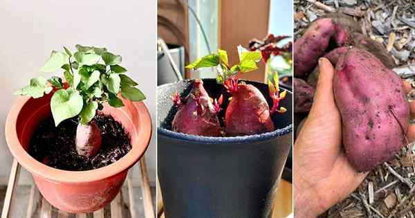 Cultivo batata -doce em recipientes | Como plantar batata -doce em vasos