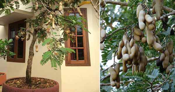 Cultivo de tamarindo en macetas | Cómo cultivar tamarindo
