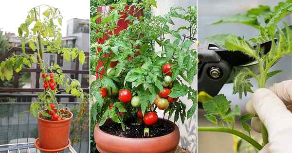 Menanam tomat di pot | 13 Tip Penanaman Tomat untuk Wadah