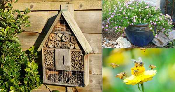 Cara menarik lebah ke kebun Anda | Ide Taman Lebah