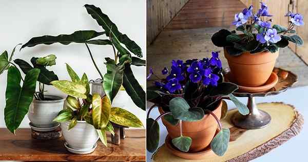 Comment faire l'eau de fond vos plantes + plantes d'intérieur qui aiment l'arrosage du fond