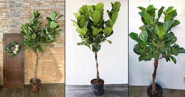 Wie man Fiddle Leaf Fig | flechtet | Ficus Lyrata Braid