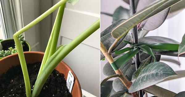 Cara memperbaiki batang bengkok dari mana -mana houseplant