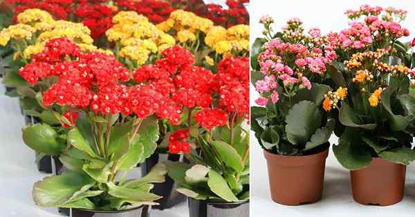 Jak zmusić Kalanchoe do większego kwitnienia | Kalanchoe Flowering Tricks and Tips