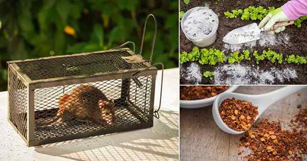 Cómo deshacerse de las ratas en el hogar y el jardín rápido (24 mejores maneras)