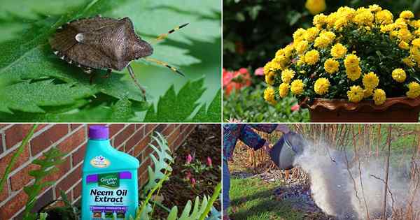 Cómo deshacerse de los insectos apestosos de casa y jardín